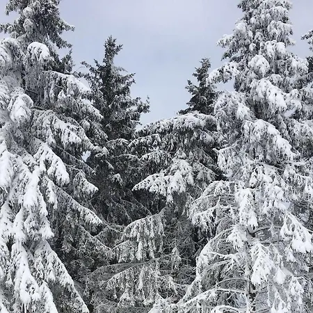 Nyaraló Comfortable *